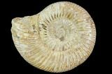 Polished Jurassic Ammonite (Perisphinctes) - Madagascar #104939-1